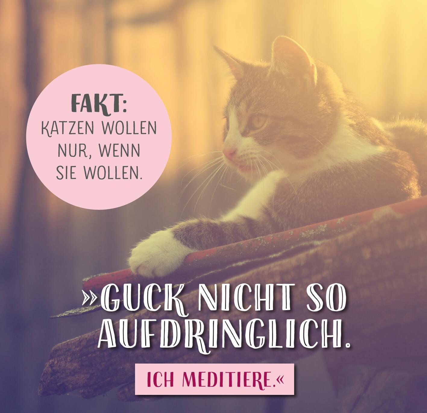 Produktbild Die ganze Wahrheit über deine Katze 2 von 6