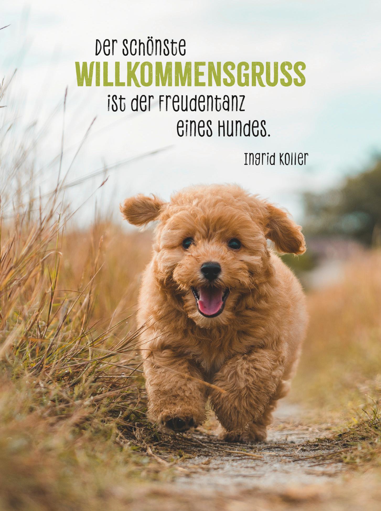 Produktbild Hunde sind die besten Freunde 2 von 4
