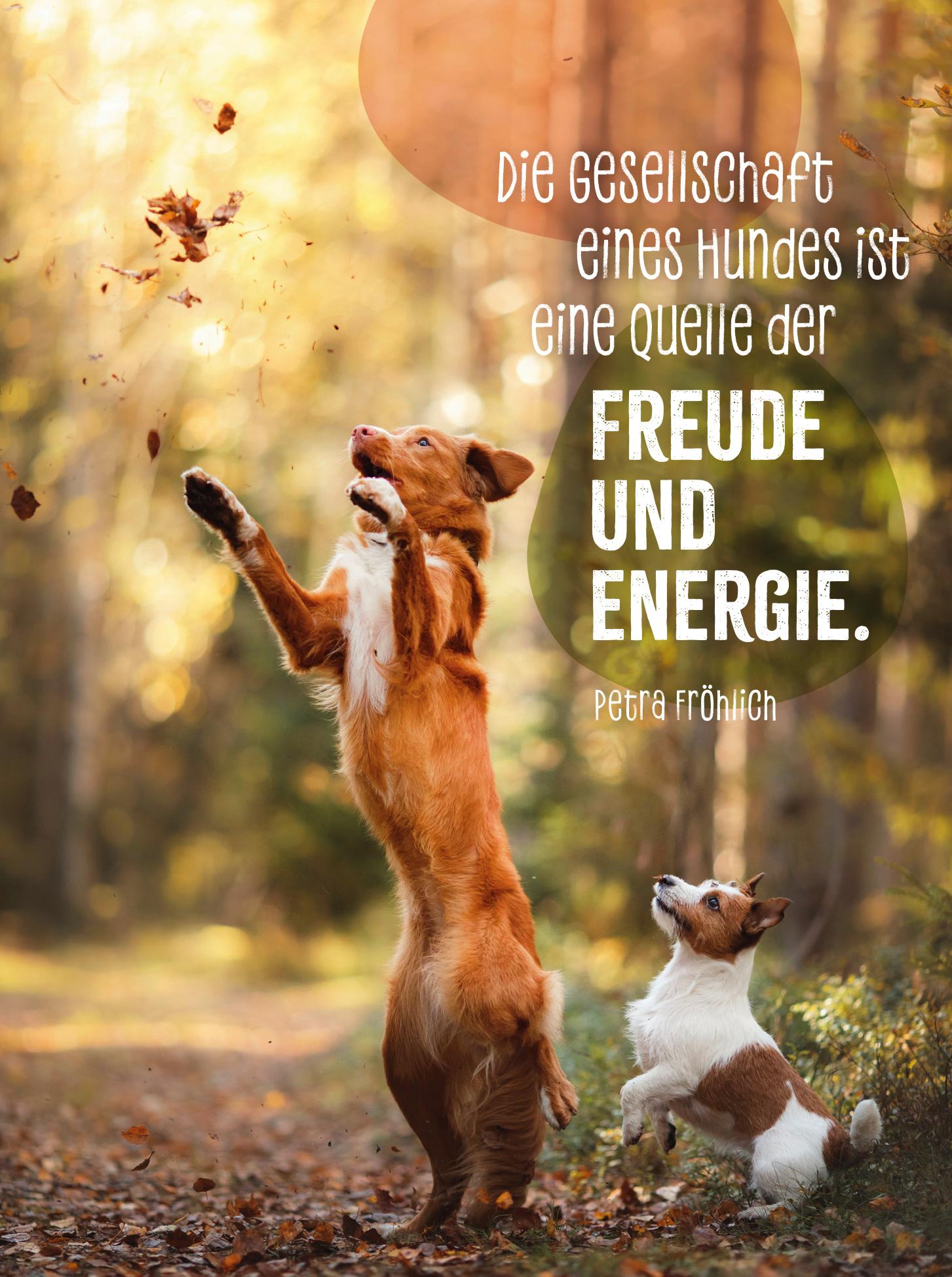 Produktbild Hunde sind die besten Freunde 3 von 4
