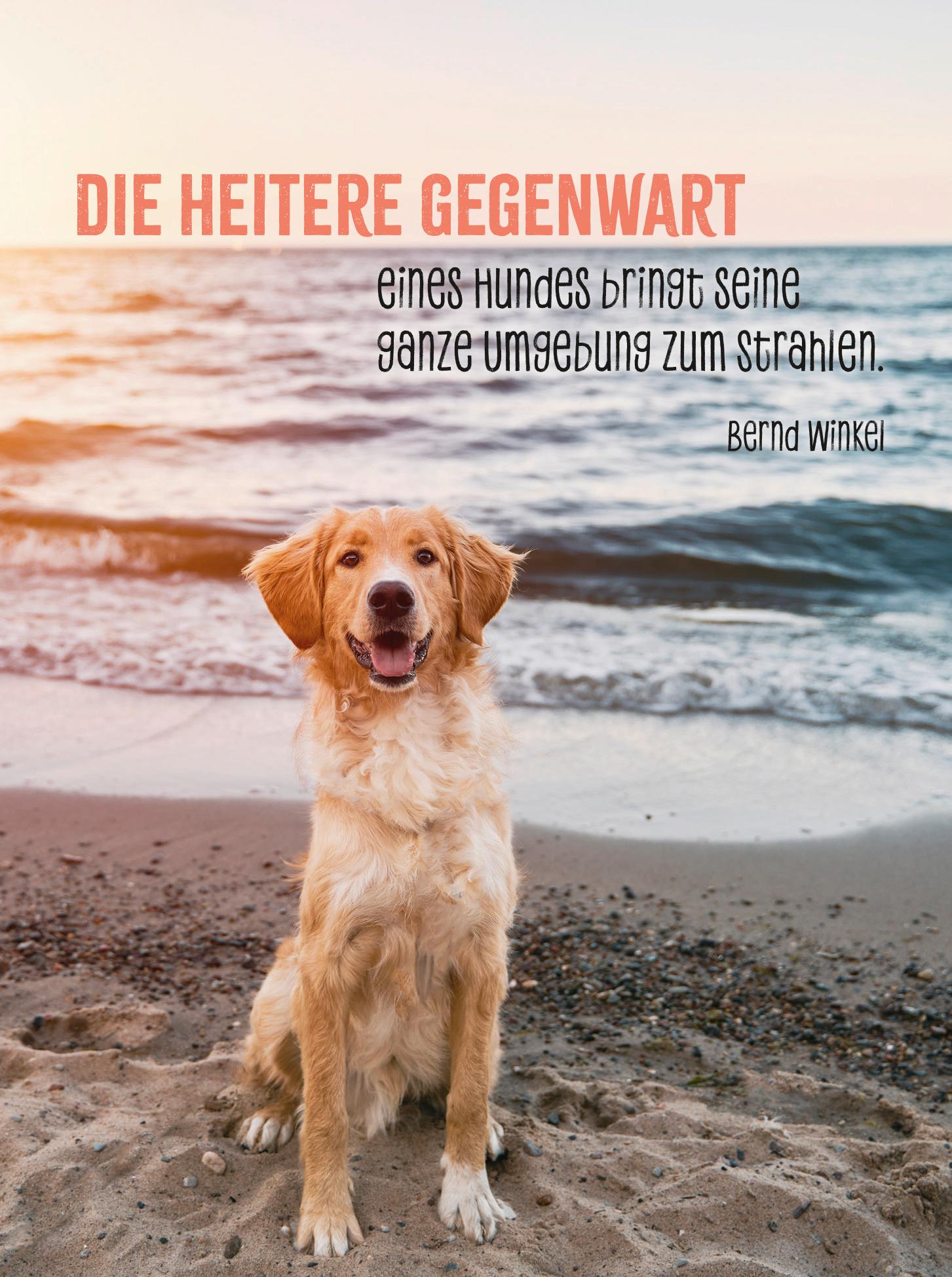 Produktbild Hunde sind die besten Freunde 4 von 4