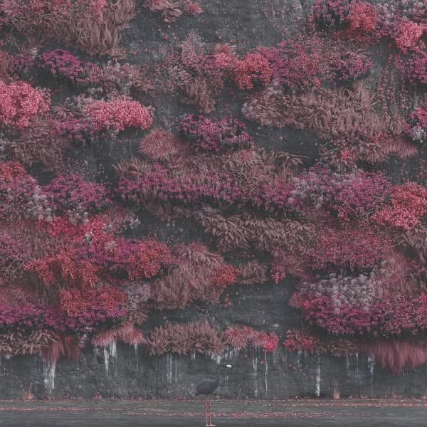 Even In Arcadia (opaque black)