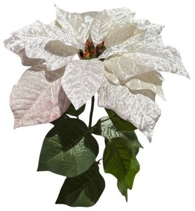 Poinsettiazweig