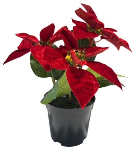 Poinsettie im Topf H=26cm