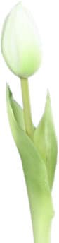 Kunstblume Tulpe Mini